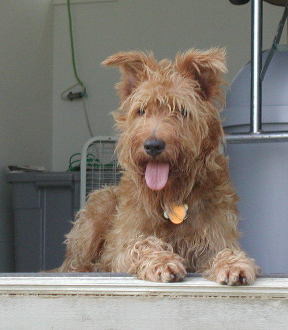 kennel door