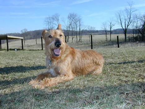 Bailee in field