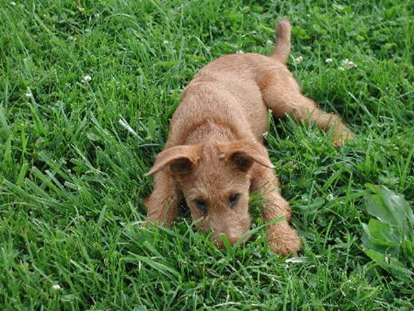 As a puppy playing hide and seek in the grass.